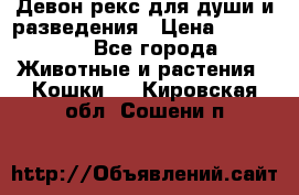 Девон рекс для души и разведения › Цена ­ 20 000 - Все города Животные и растения » Кошки   . Кировская обл.,Сошени п.